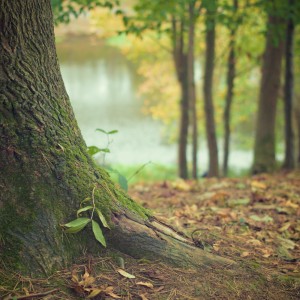 Photo for Albany Technical College celebrates Arbor Day by giving away trees and demonstrating the importance of planting trees